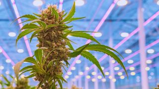 Growing Under High Light Intensities - Cannabis Business Times